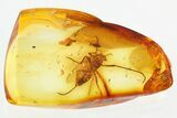 Fat Fossil True Midge (Chironomidae) in Baltic Amber #315344-1